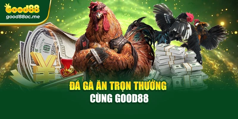 Đá gà ăn trọn thưởng cùng Good88