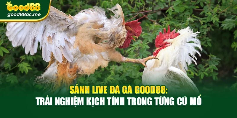 Sảnh Live Đá Gà Good88: Trải Nghiệm Kịch Tính Trong Từng Cú Mổ